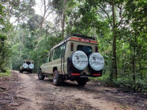 Read more about the article Things To Do on a Safari in Uganda