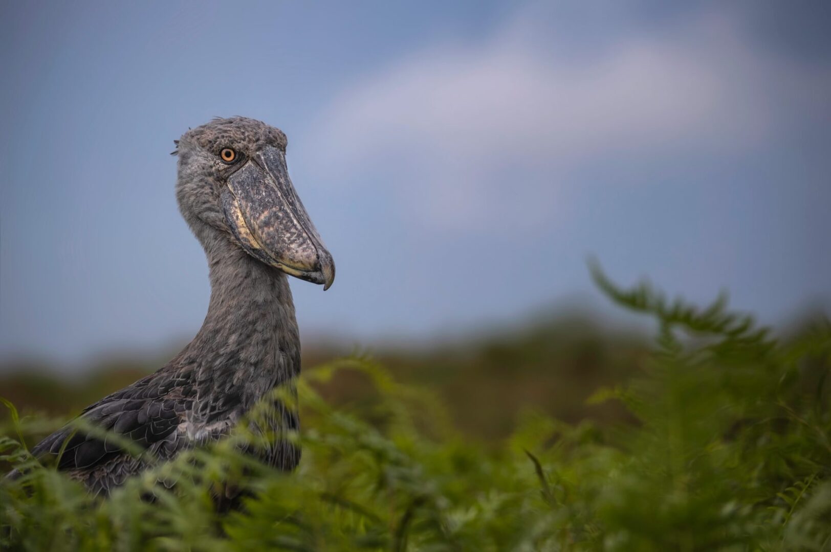 You are currently viewing Best Places for Bird Watching in Uganda