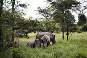 Read more about the article Tips for Planning a Safari in Uganda