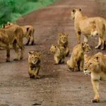Things to Do in Queen Elizabeth National Park