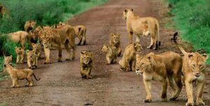 Read more about the article Things to Do in Queen Elizabeth National Park