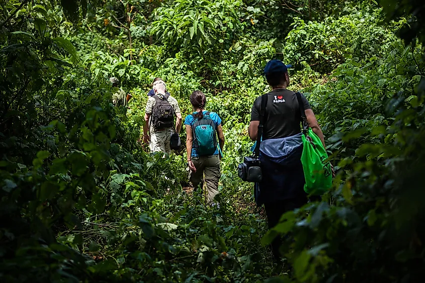 You are currently viewing A Guide to Climbing the Rwenzori Mountains