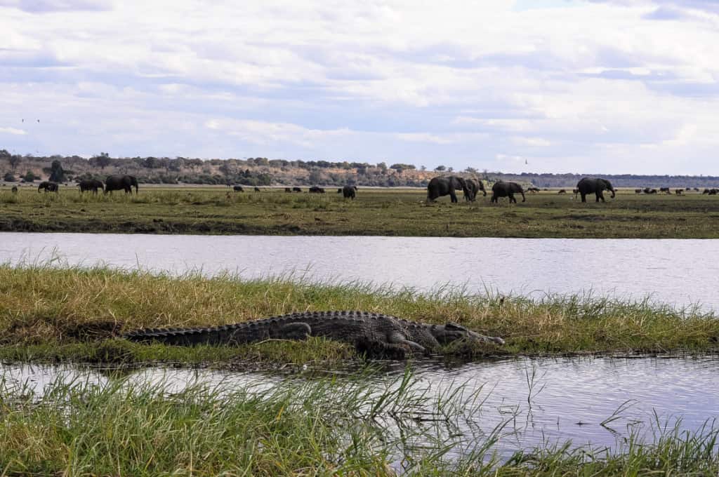 You are currently viewing A Thrilling Day Trip to Chobe National Park, Botswana