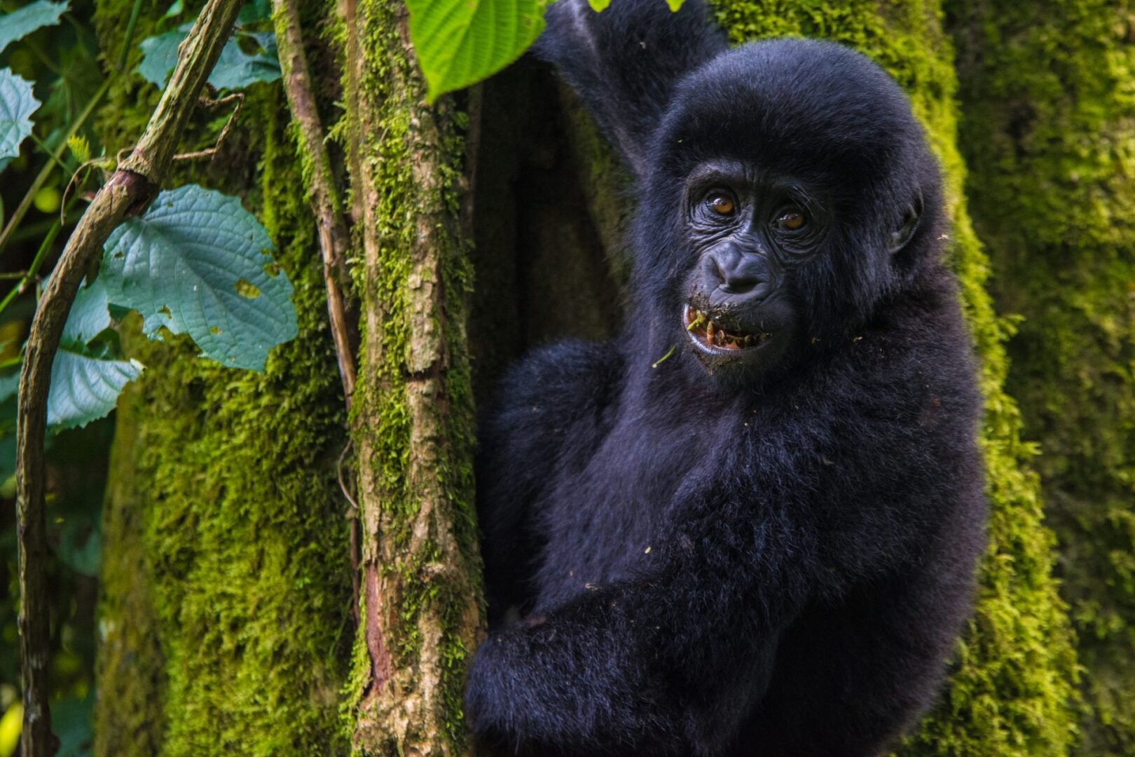 You are currently viewing How to Go Gorilla Trekking in Mgahinga National Park