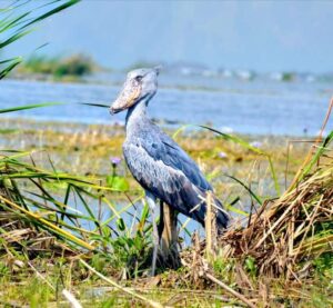 Read more about the article Activities in Semuliki National Park