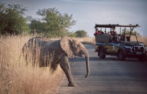 Read more about the article Top Tips for Booking an African Safari With An Agent