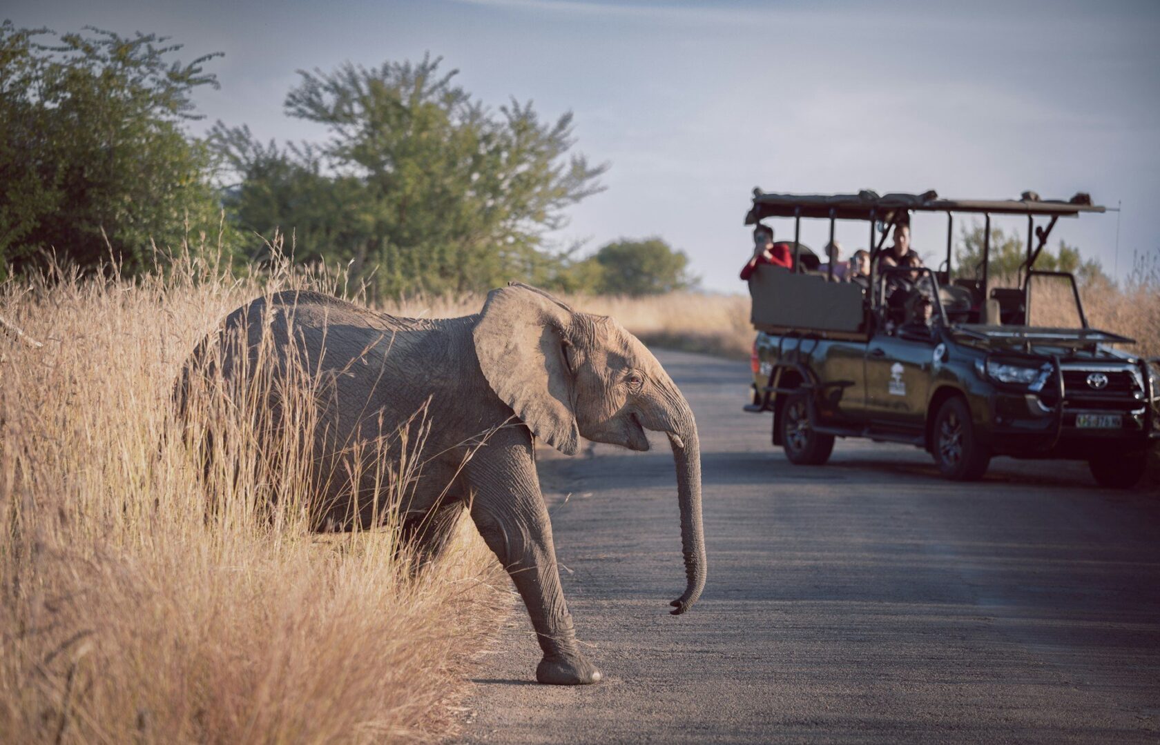 You are currently viewing Top Tips for Booking an African Safari With An Agent