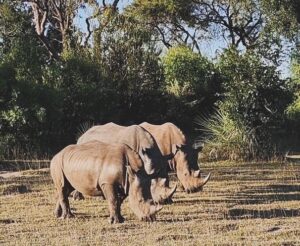 Read more about the article Discover the Rhinos of Mosi-oa-Tunya National Park