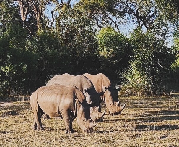 You are currently viewing Discover the Rhinos of Mosi-oa-Tunya National Park