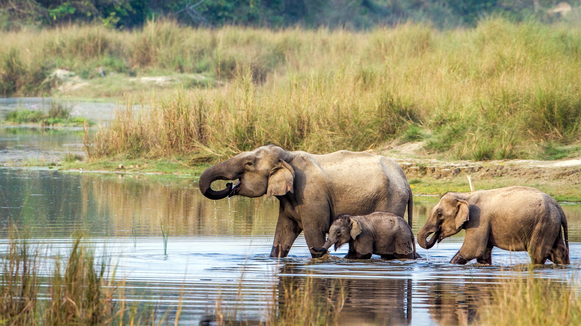 You are currently viewing Volunteer with Elephants in Nepal: A Volunteer’s Perspective