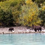 Soar Over Spectacular Landscapes: Your Guide to Bear Viewing in Alaska