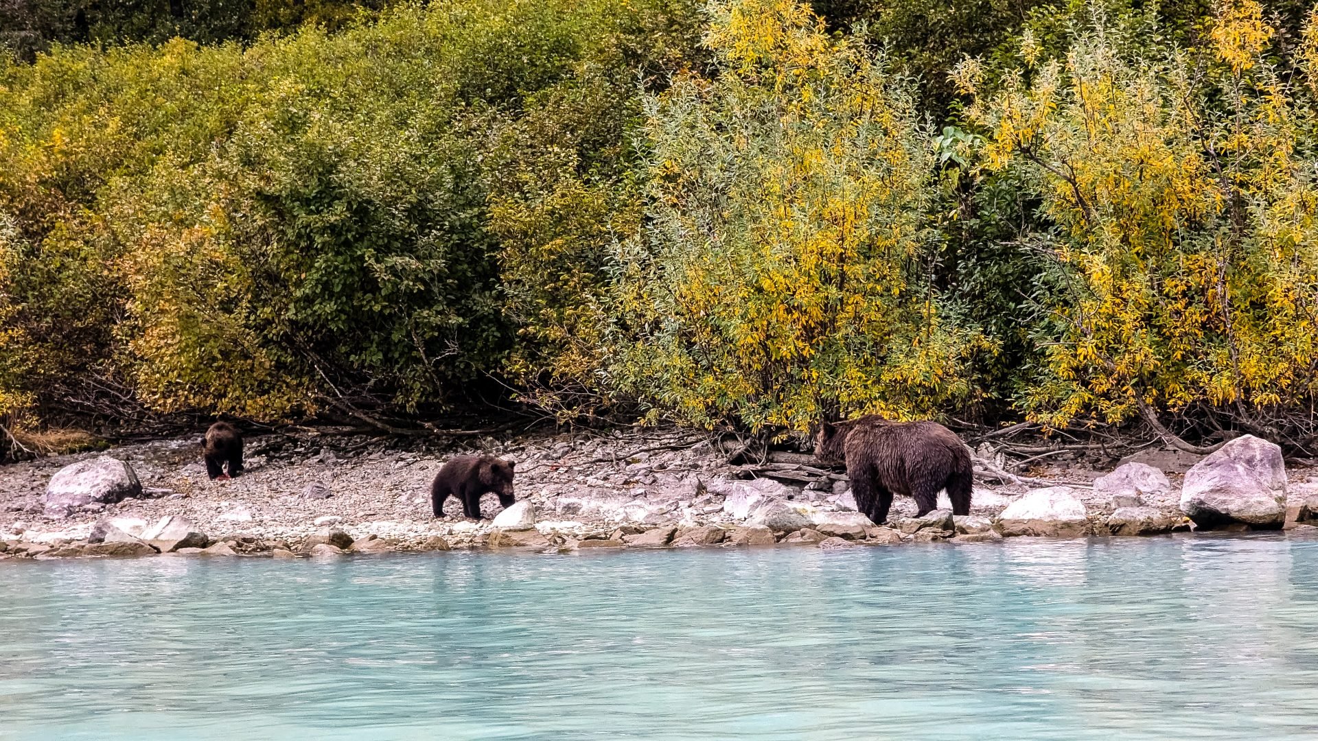 You are currently viewing Soar Over Spectacular Landscapes: Your Guide to Bear Viewing in Alaska