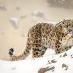 Tracking Snow Leopards in Nepal: A Complete Guide