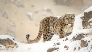 Read more about the article Tracking Snow Leopards in Nepal: A Complete Guide