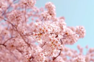 Read more about the article Why You Should Travel to South Korea During Cherry Blossom Season