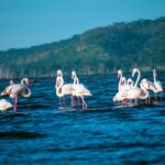 A Guide to Visiting Lake Nakuru National Park in Kenya