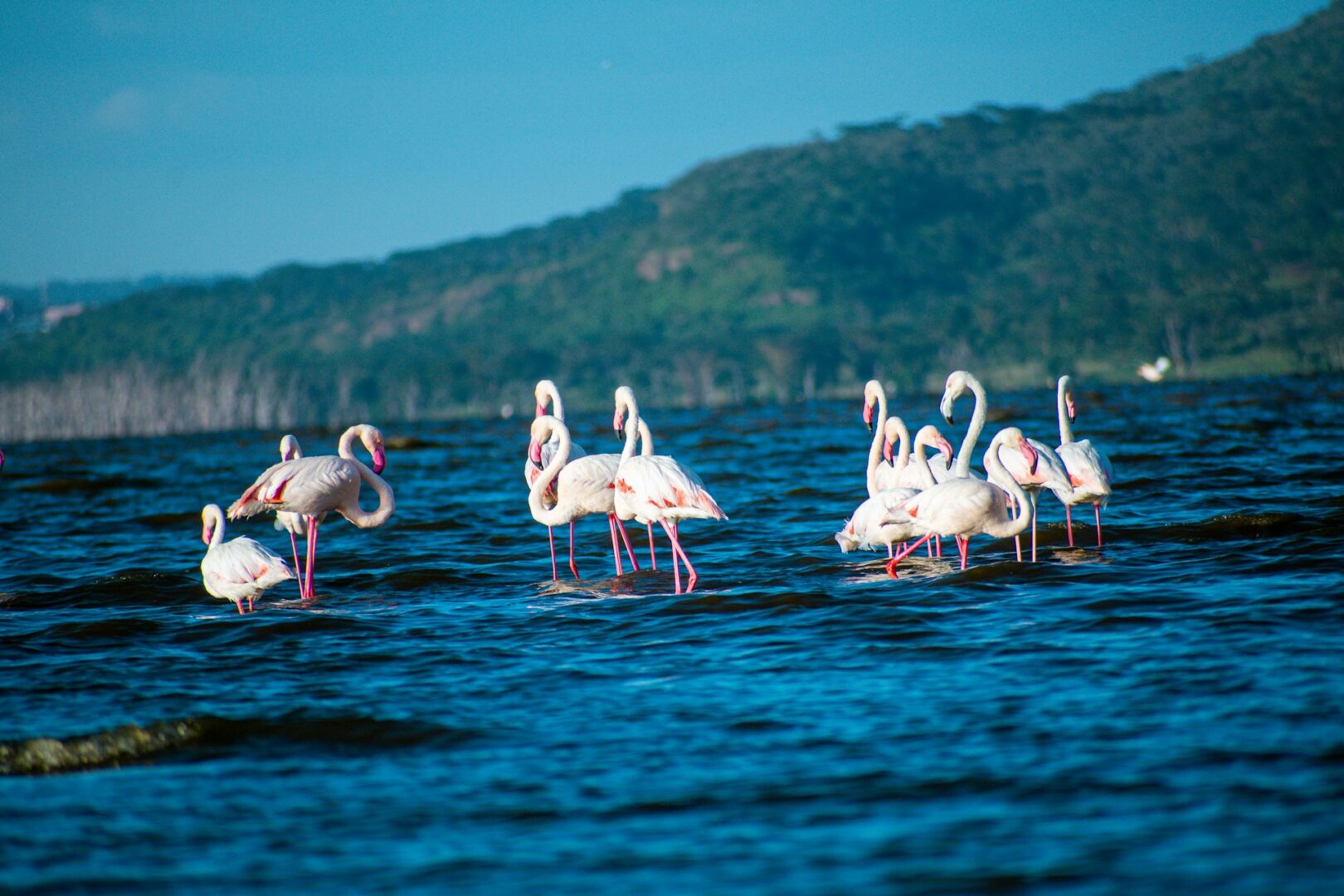 You are currently viewing A Guide to Visiting Lake Nakuru National Park in Kenya