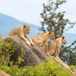 A Guide to Visiting Tsavo National Park in Kenya