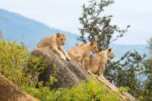 Read more about the article A Guide to Visiting Tsavo National Park in Kenya