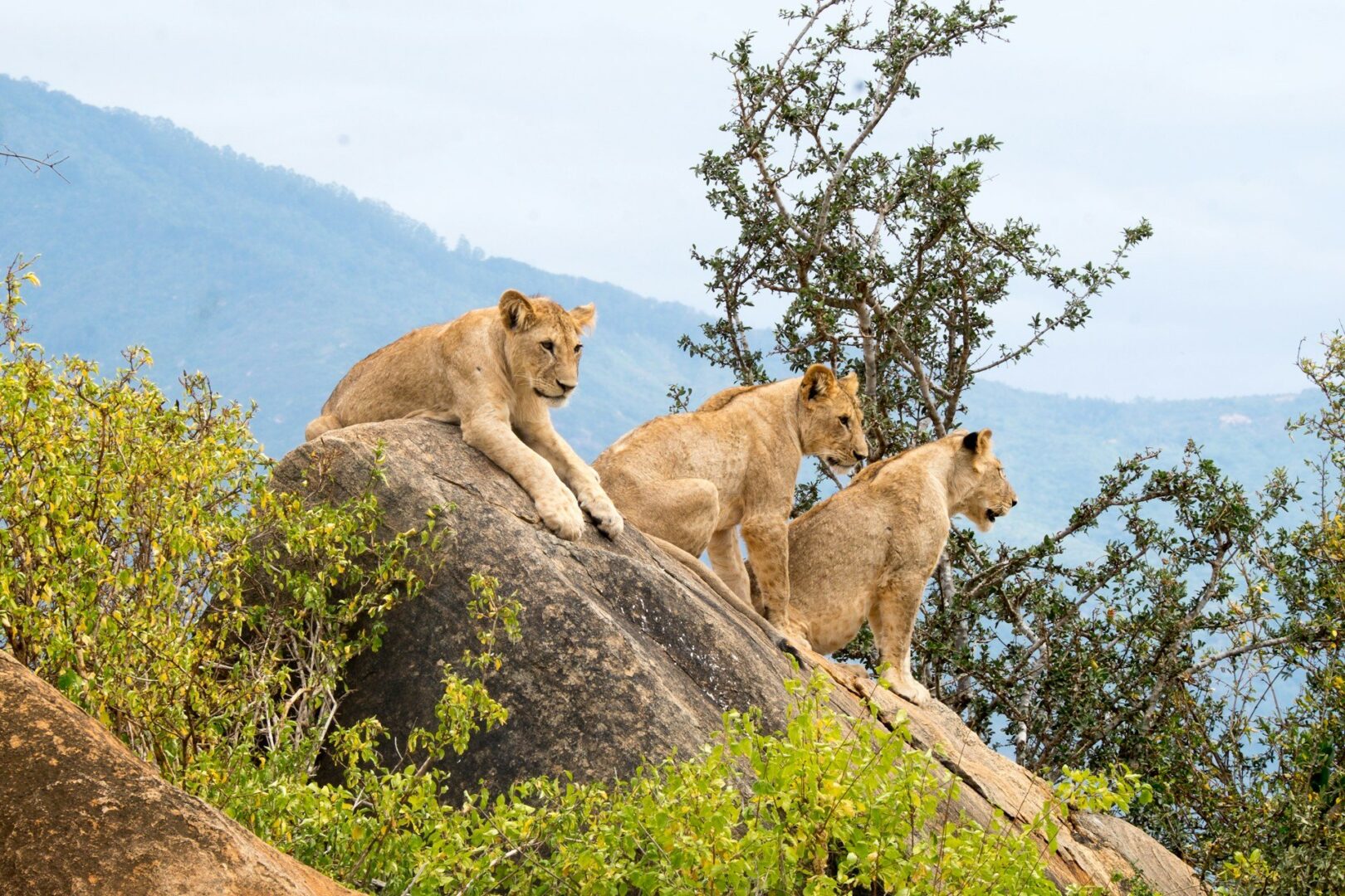 You are currently viewing A Guide to Visiting Tsavo National Park in Kenya