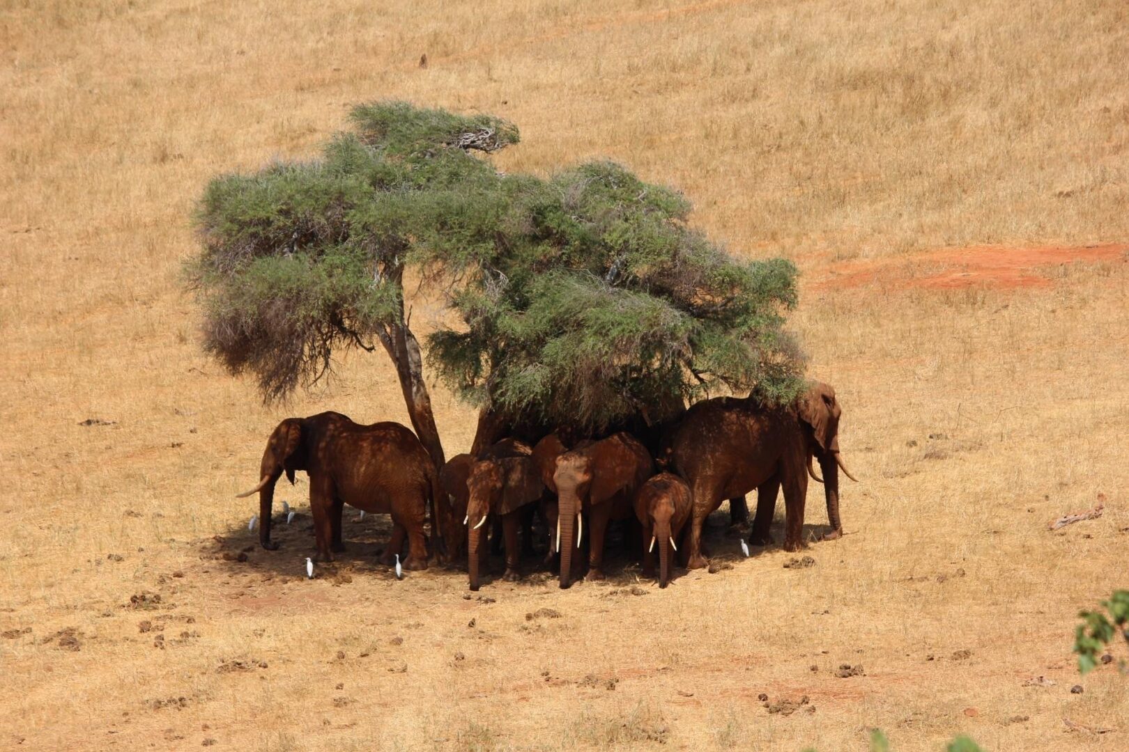 You are currently viewing The Best Times of the Year to Go on Safari in Kenya