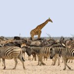 The Great Migration in Africa: Everything You Need to Know