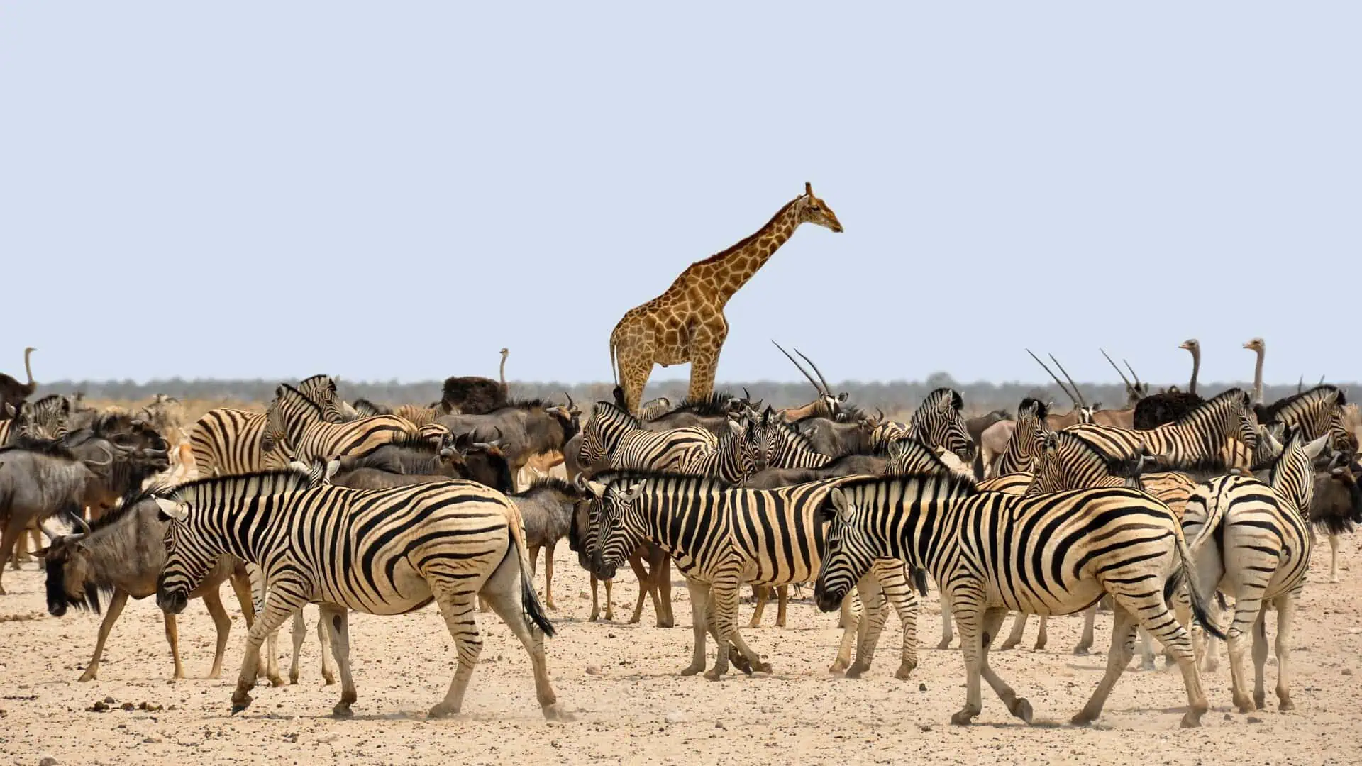 You are currently viewing The Great Migration in Africa: Everything You Need to Know