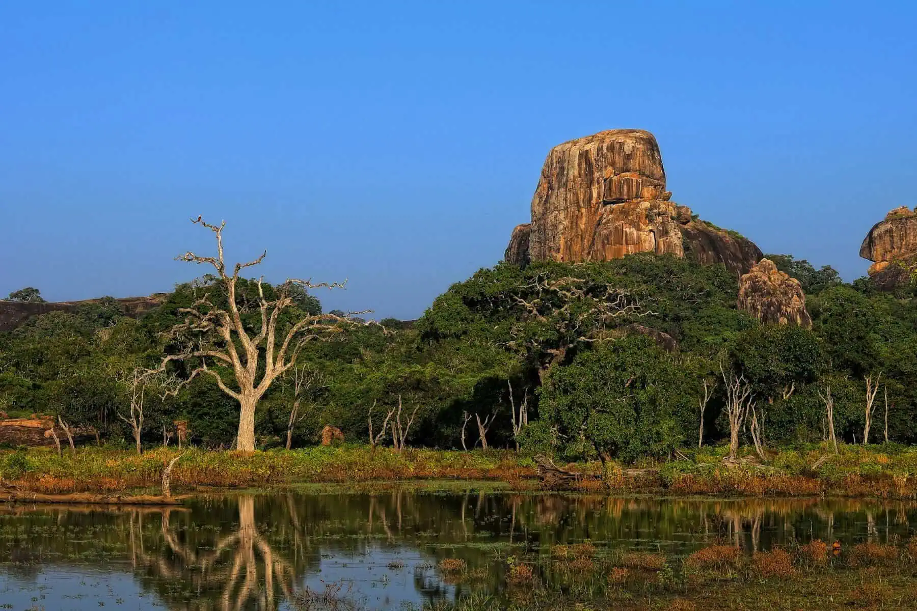 You are currently viewing Best National Parks for Wildlife Safaris in Sri Lanka