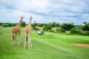 Read more about the article Kenya Golf Holidays: Where Championship Greens Meet Safari Adventures