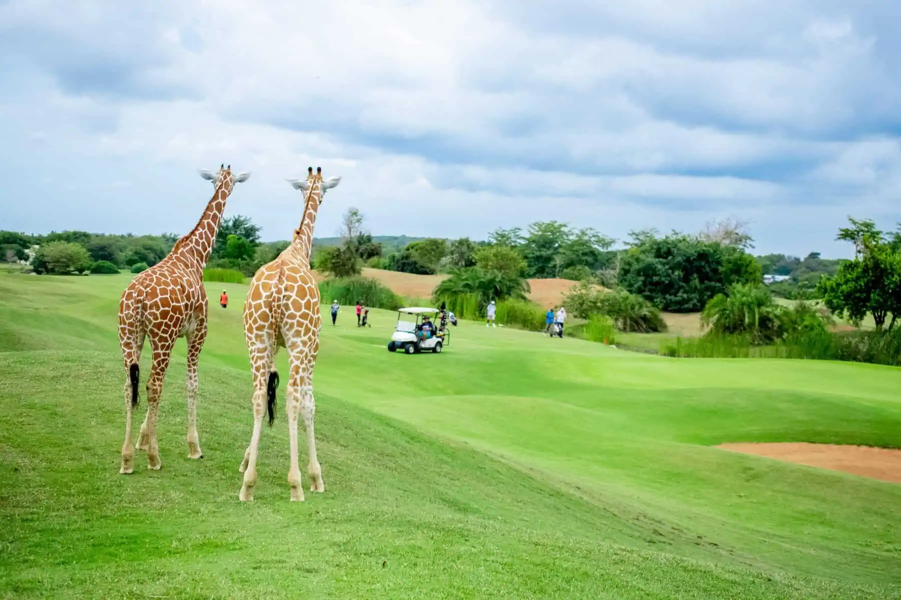 You are currently viewing Kenya Golf Holidays: Where Championship Greens Meet Safari Adventures