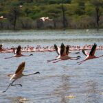 How to Experience Lake Bogoria’s Hot Springs and Flamingos