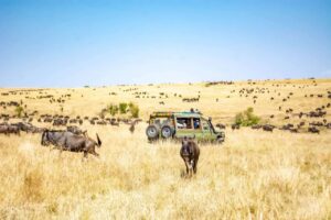 Read more about the article 5 Kenyan Safaris You Should Try