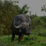 Tsavo East vs Tsavo West National Park: Which One Should You Visit?